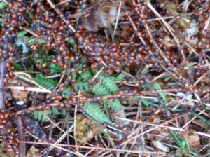 Lady Bugs Galore