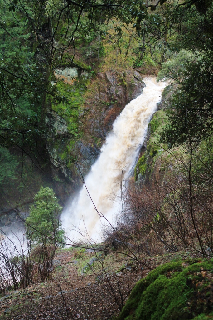 IMG_8720 (683x1024).jpg